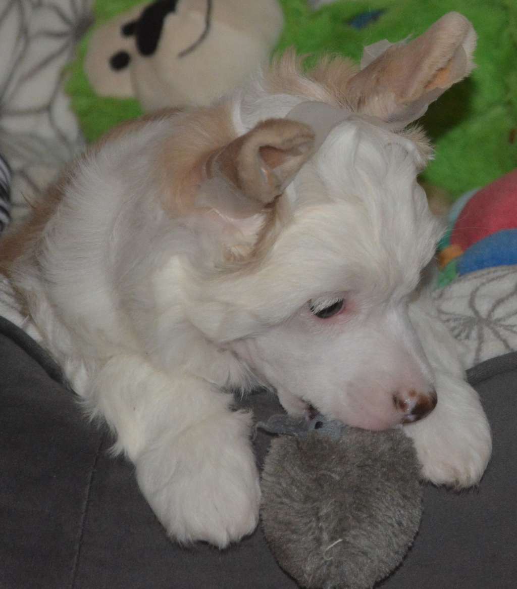 Cute Goblins Billabong