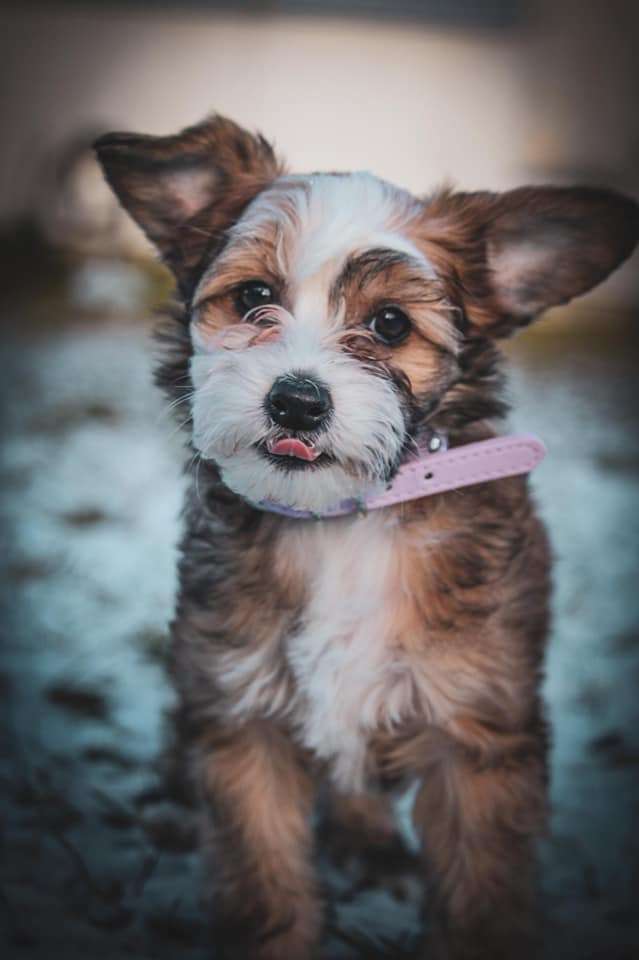 Cute Goblins Bumble-Bee