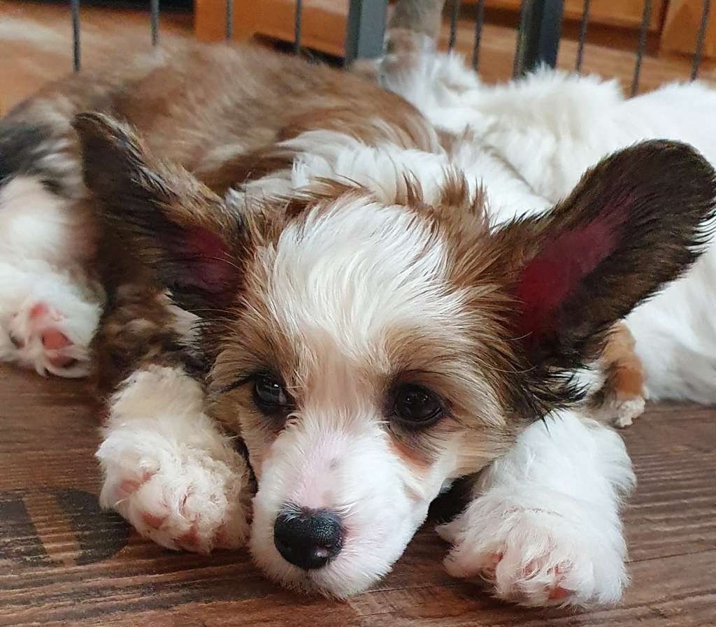 Cute Goblins Baccara