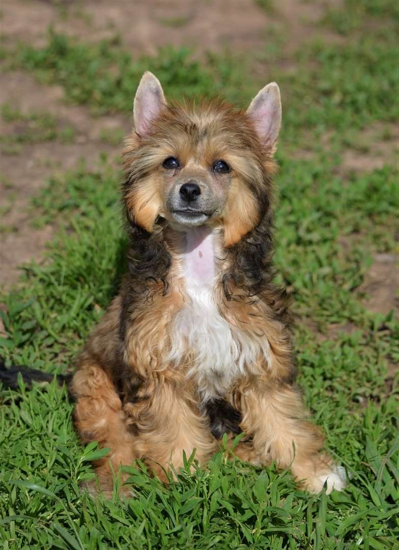 Ognenny Lotos Xoxloma