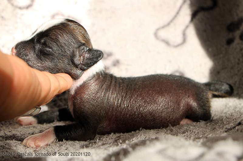 Stockyrascals' Replay  Tornado of Souls