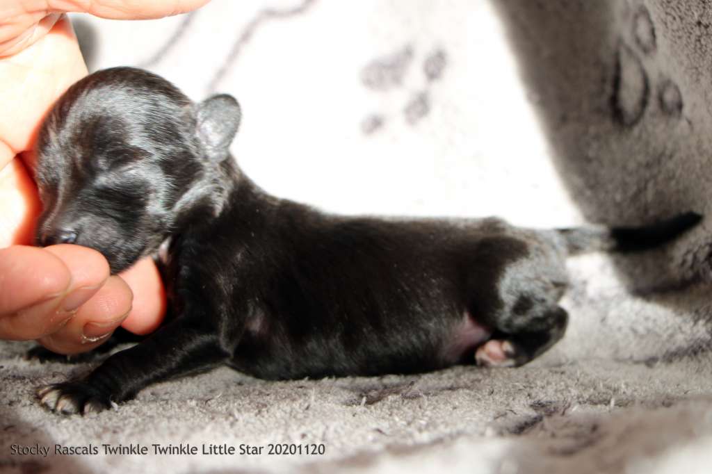 Stockyrascals' Replay Twinkle Twinkle Little Star