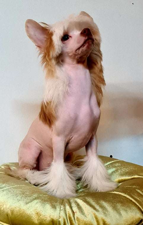 Gentlemen Prefer Blondies  GAMBITAS