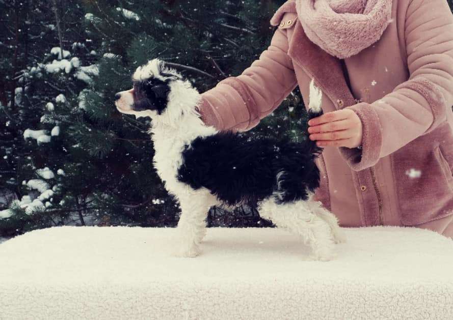 Umalowana Figlara Aurinova