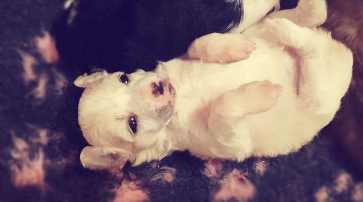 Urokliwa Lala Aurinova