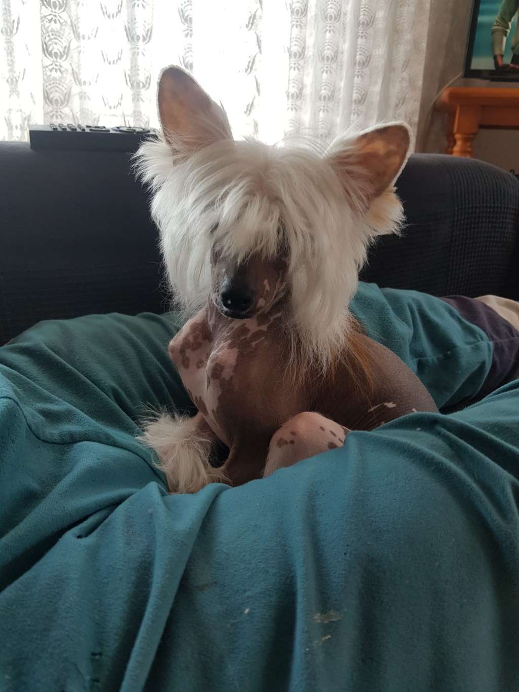 Chic to Chic Con te partiró