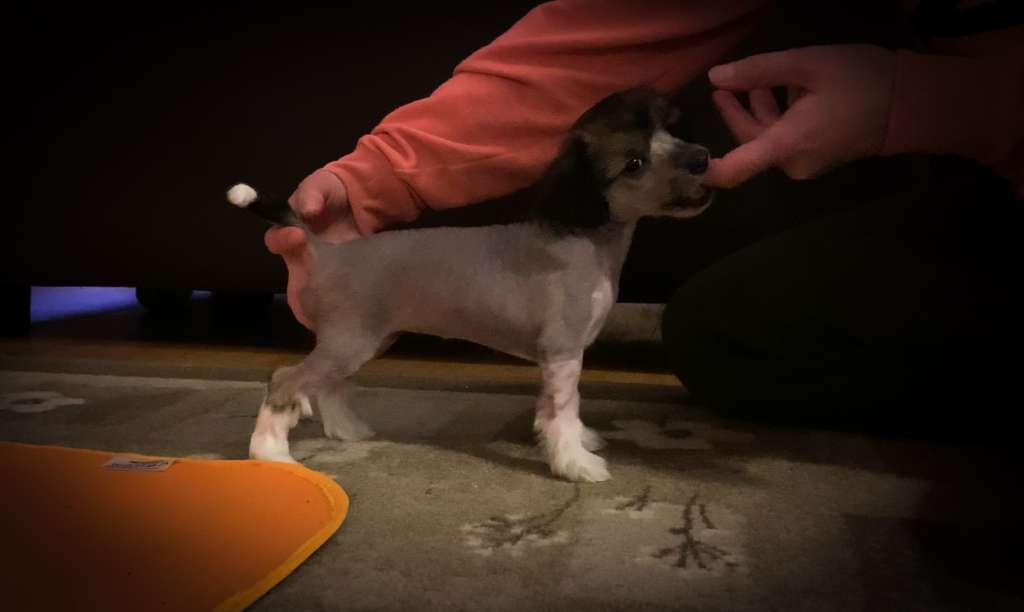 Neddies Hot And Fresh