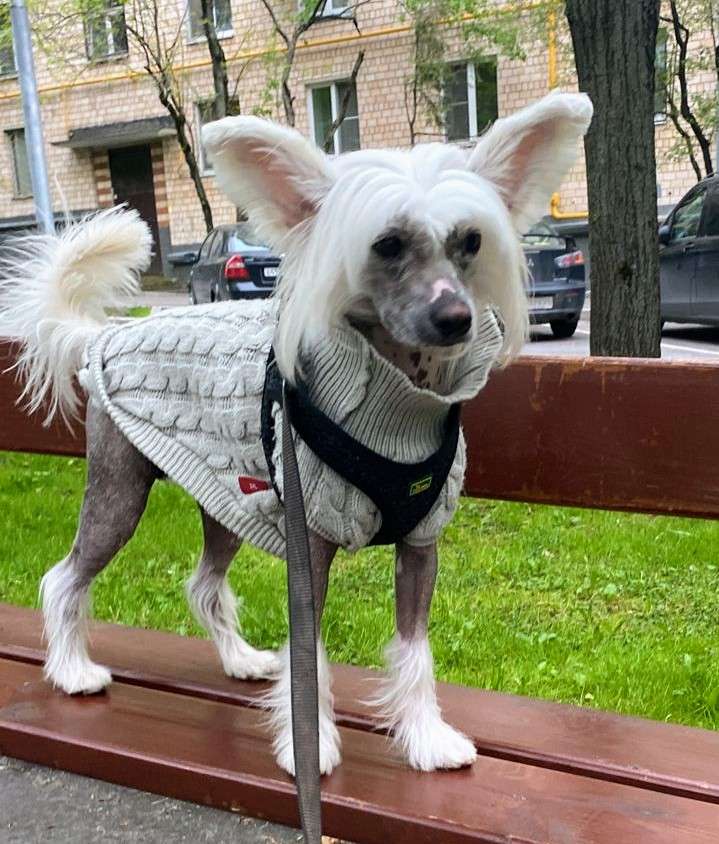 Emile iz Chudnoy Doliny