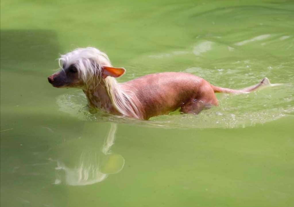 Boule de Neige High Flyer