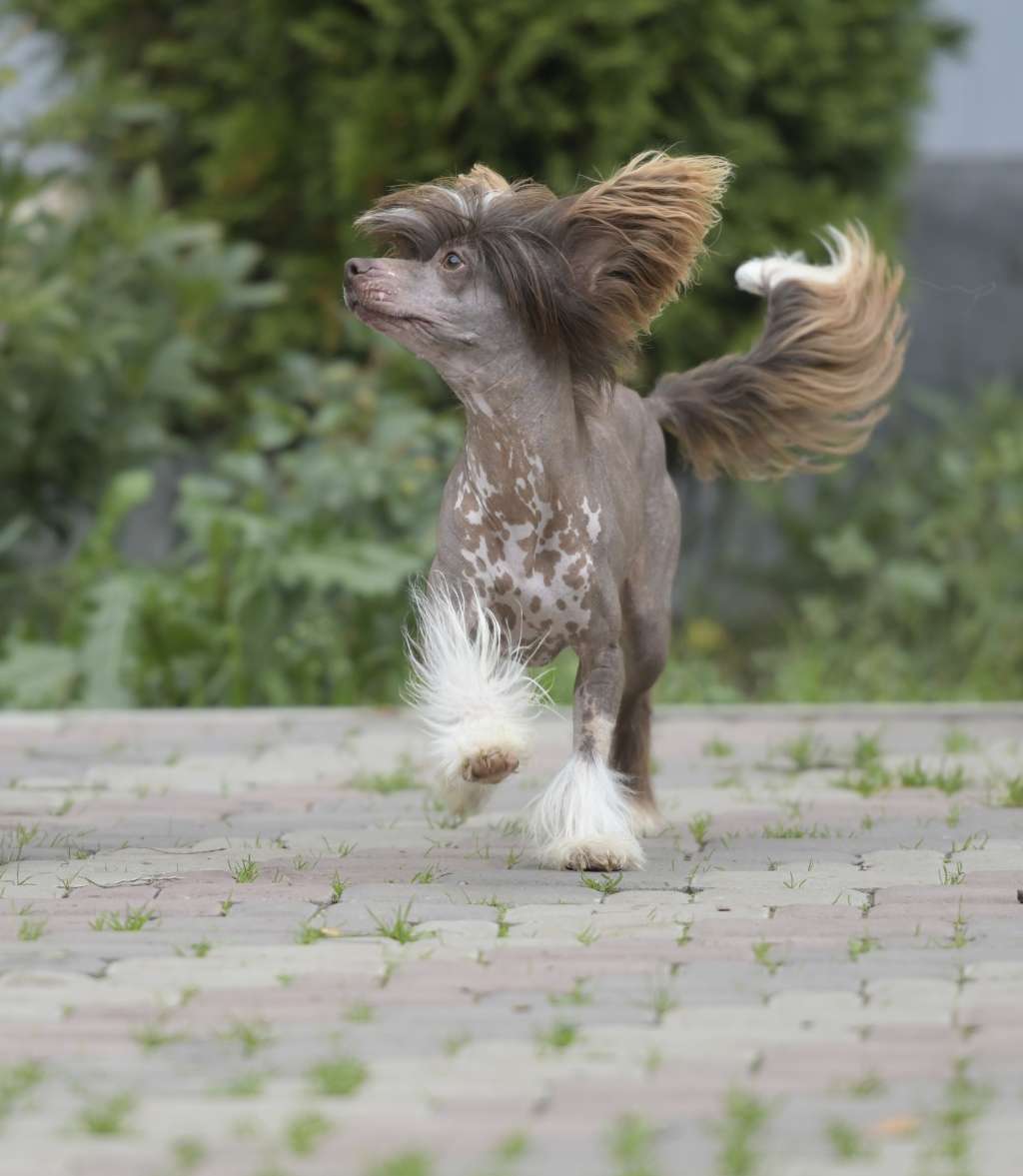 HitLine Ltd Viking Winner