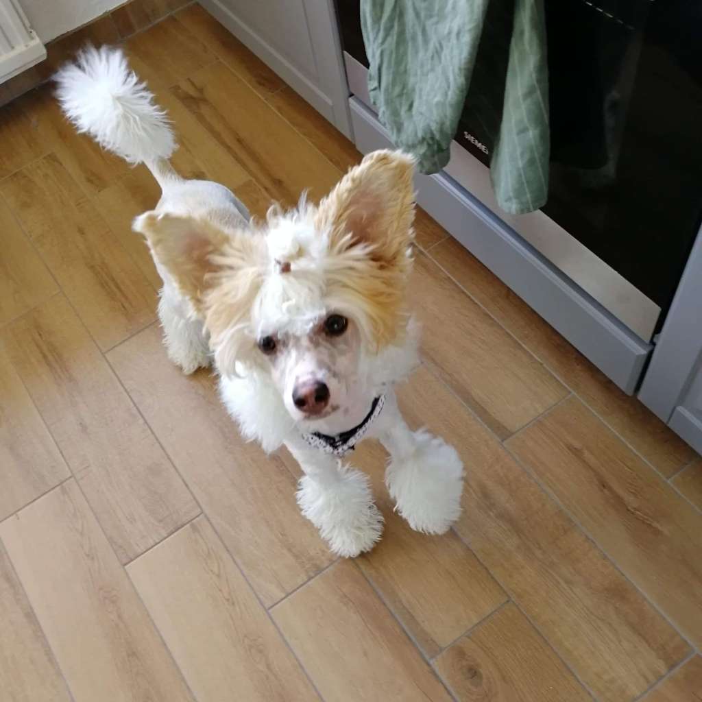 Ridgecrest's X Factor