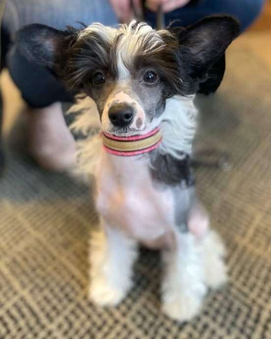 Ridgecrest's Princess Black Diamond