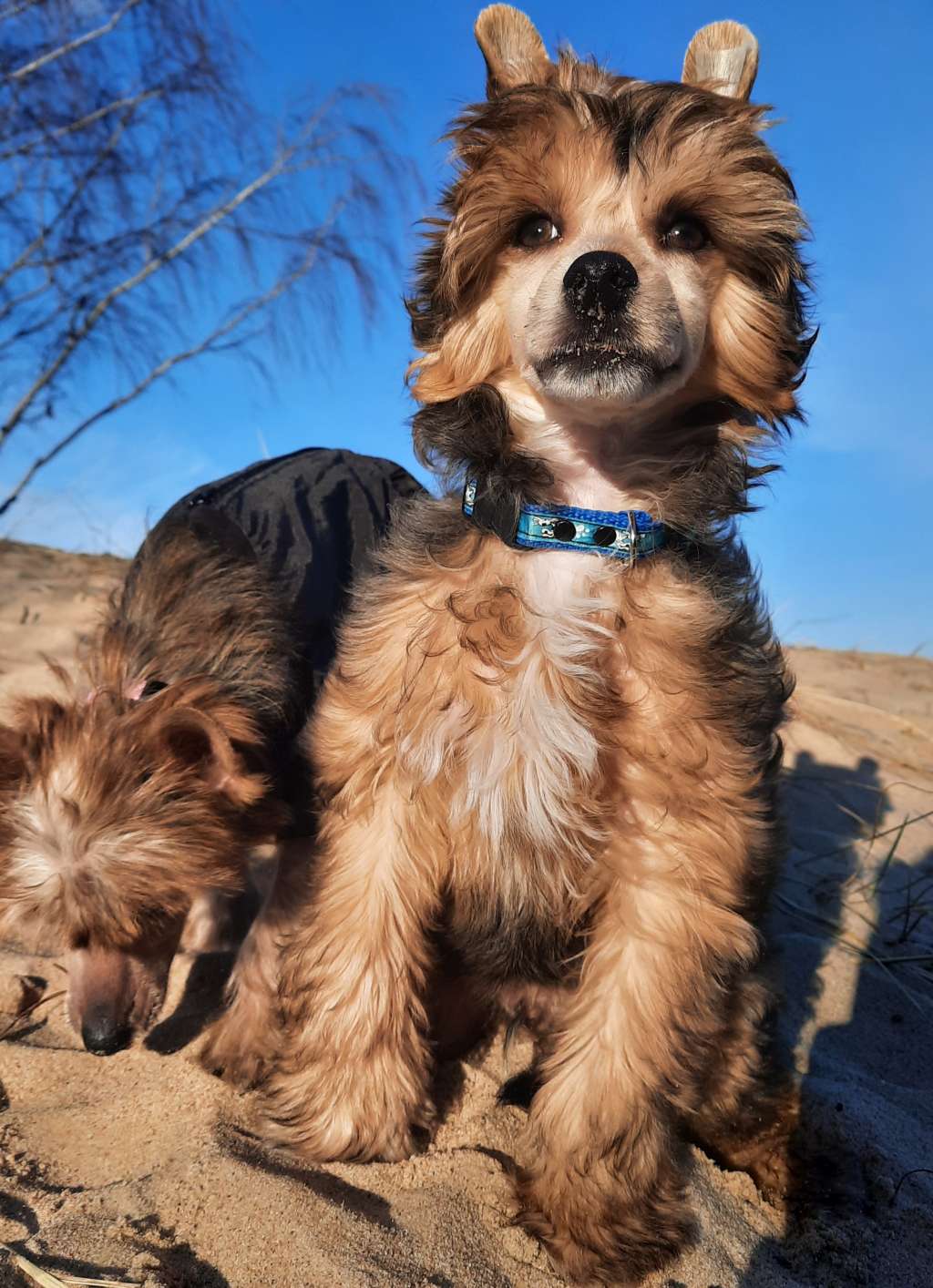 Migotek z Krolestwa Agarthi FCI