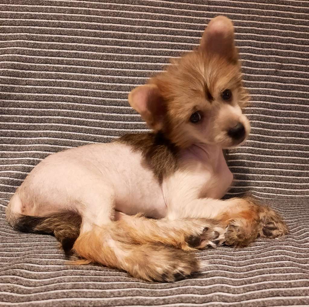 Mimbla z Krolestwa Agarthi FCI