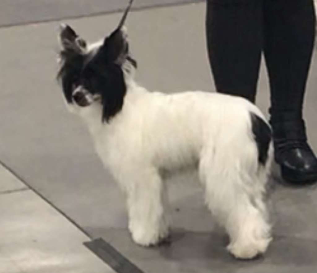 Gryphon's Bubble Gum Bandita