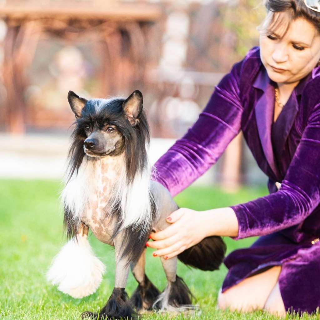 Ciao Bella Emperor Wu Flies over the Atlantic