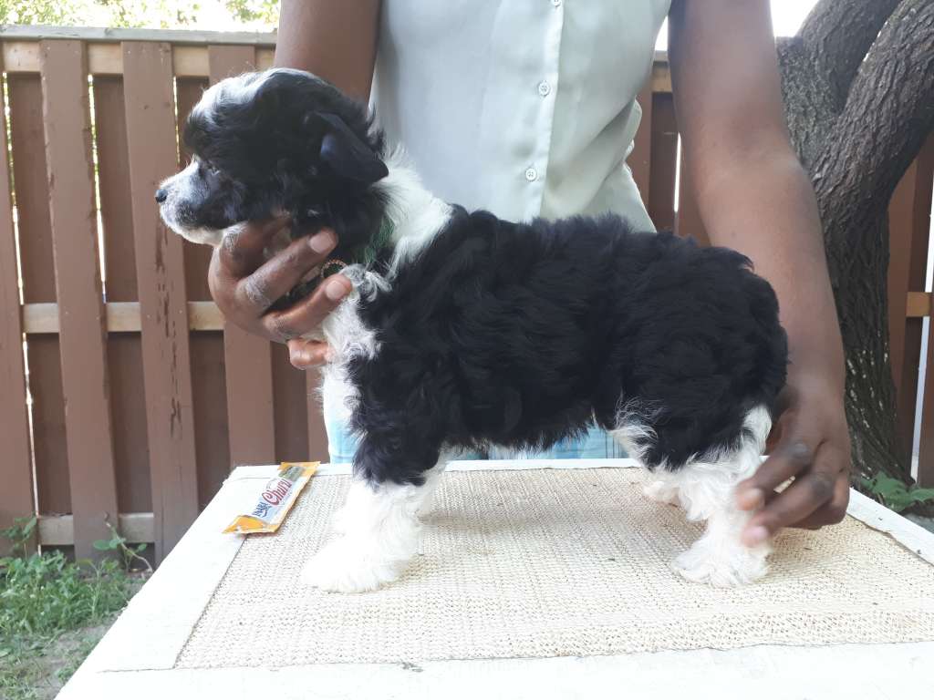 Men in Black of Lore