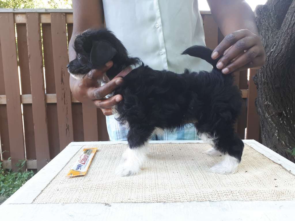 Sailor Scout of Lore