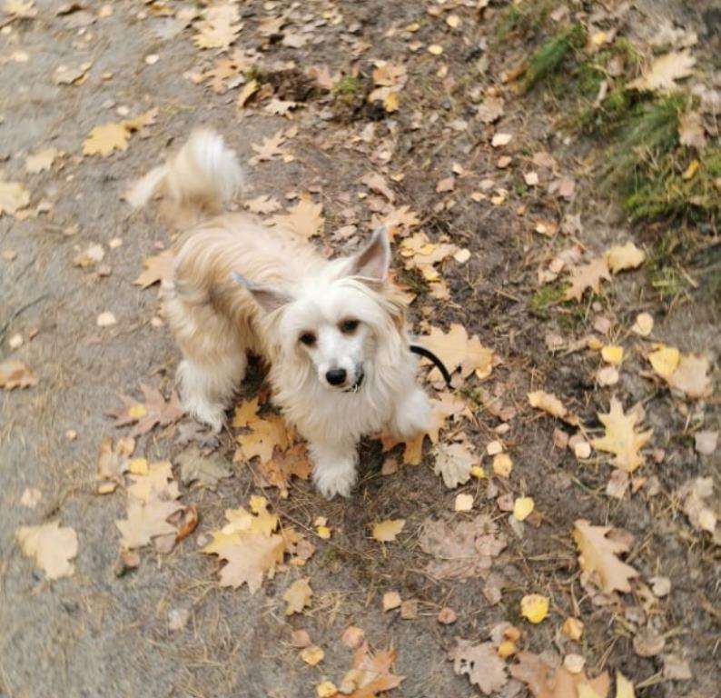 Ariel Exotic World FCI