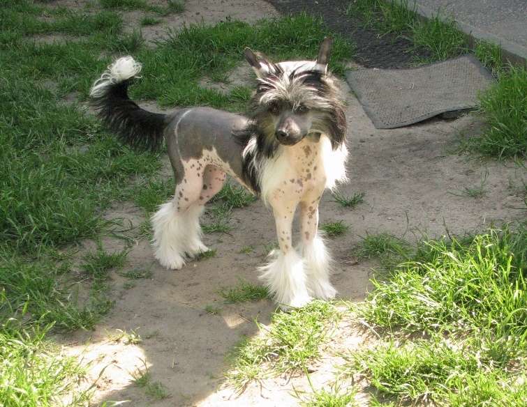 Arabeska Exotic World FCI