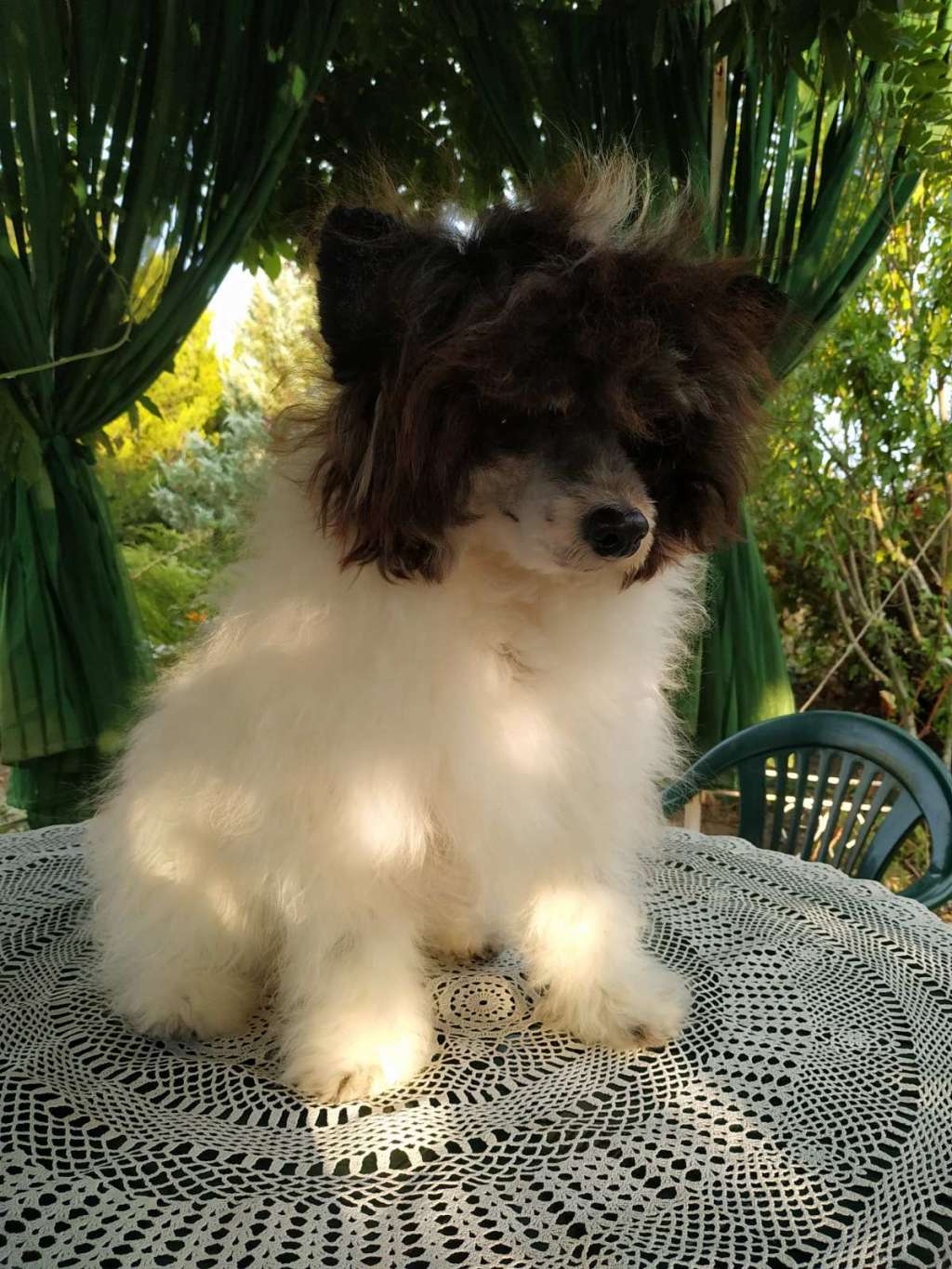 Clever Boy Cherished Dream