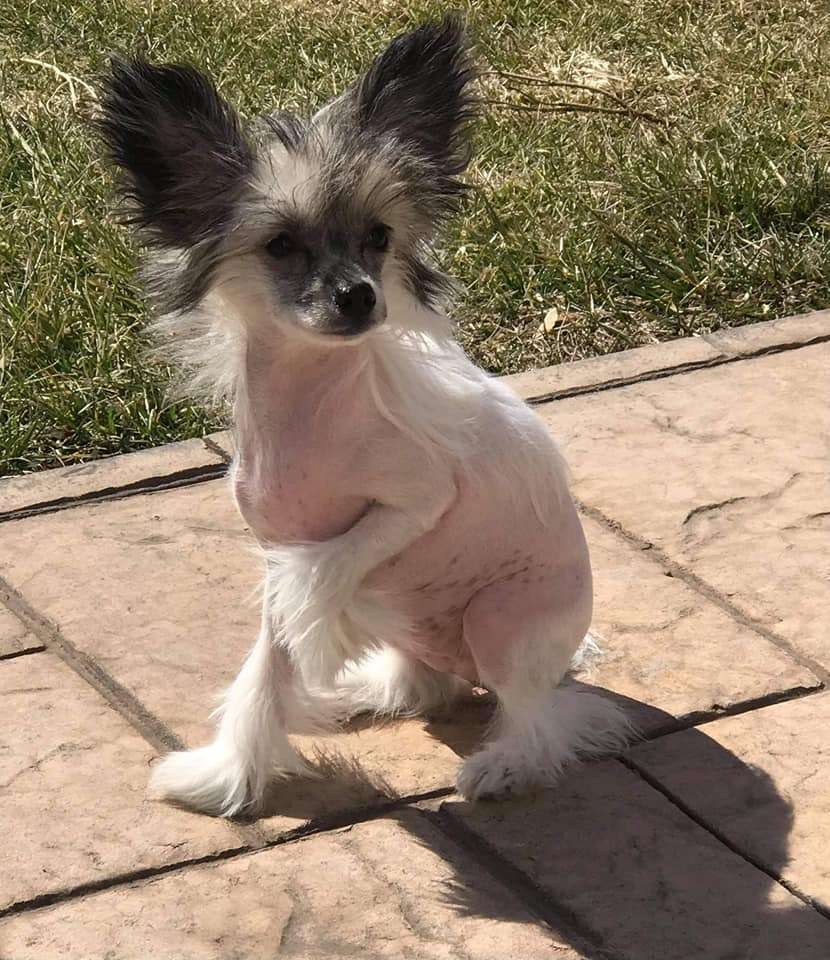 Charisma Baby Cherished Dream