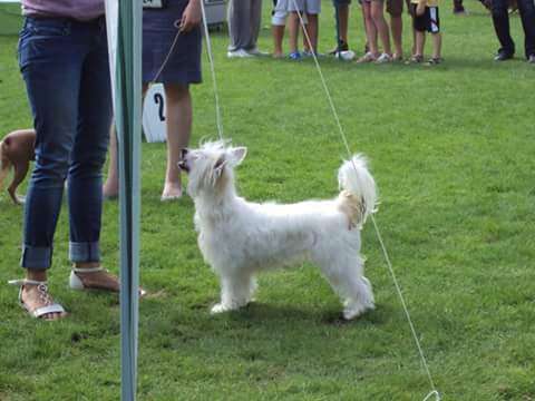 Dorothy The Only Star Valp Fra Elizabeth Fci