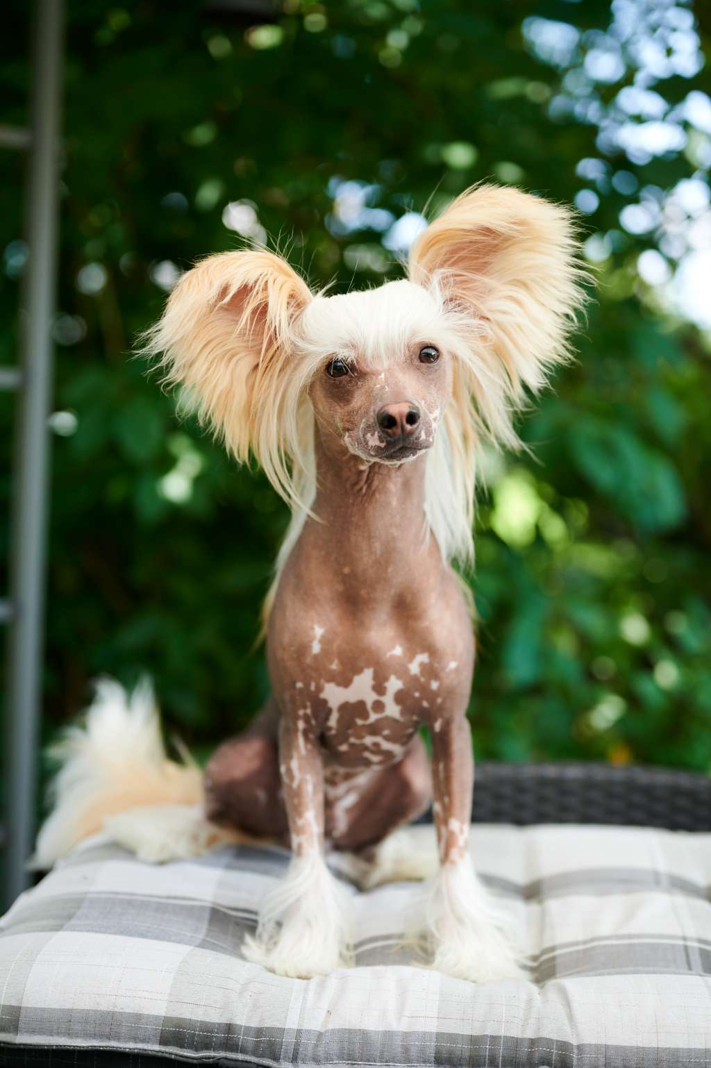 Sirocco Party Booby Trap