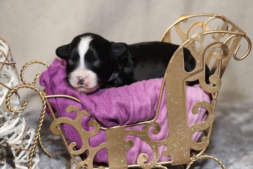 Infinity Princes de la Roses