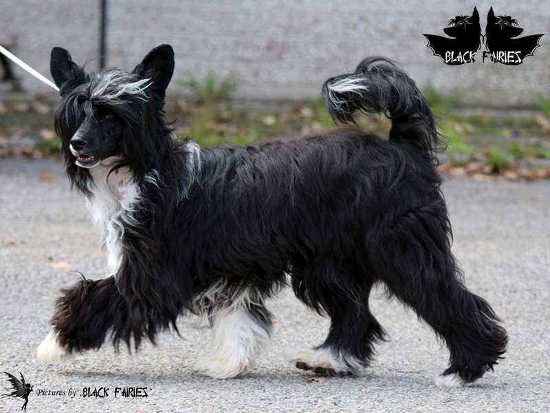 I Feel You Princes de la Roses