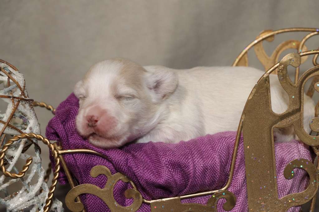 I Was Born To Love You Princes de la Roses