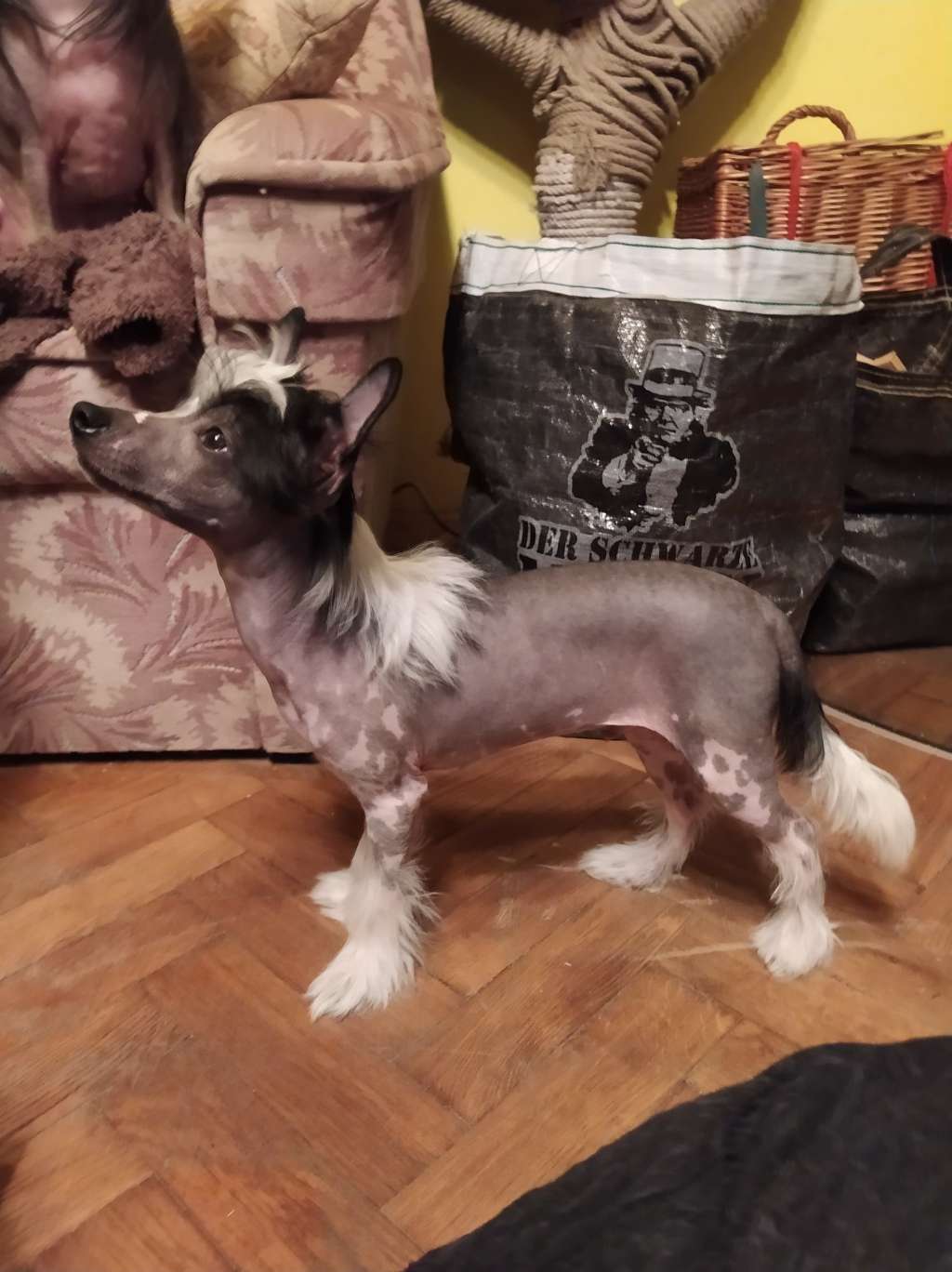 Jimmy z jestrebiho kralovstvi