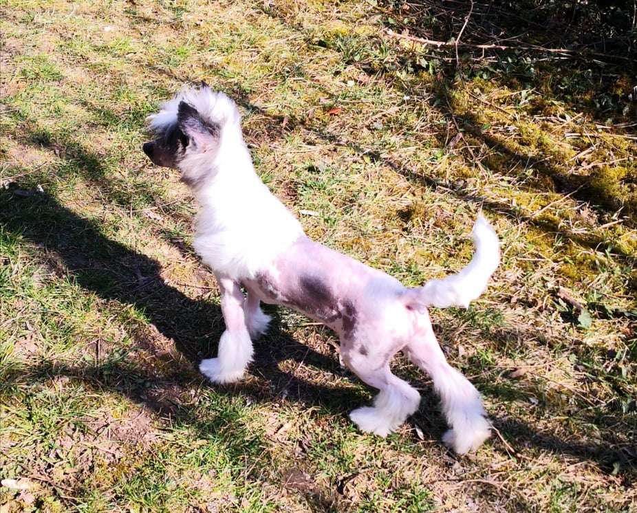 Fundoklia-völgyi Kaszanics Speedy Gonzales