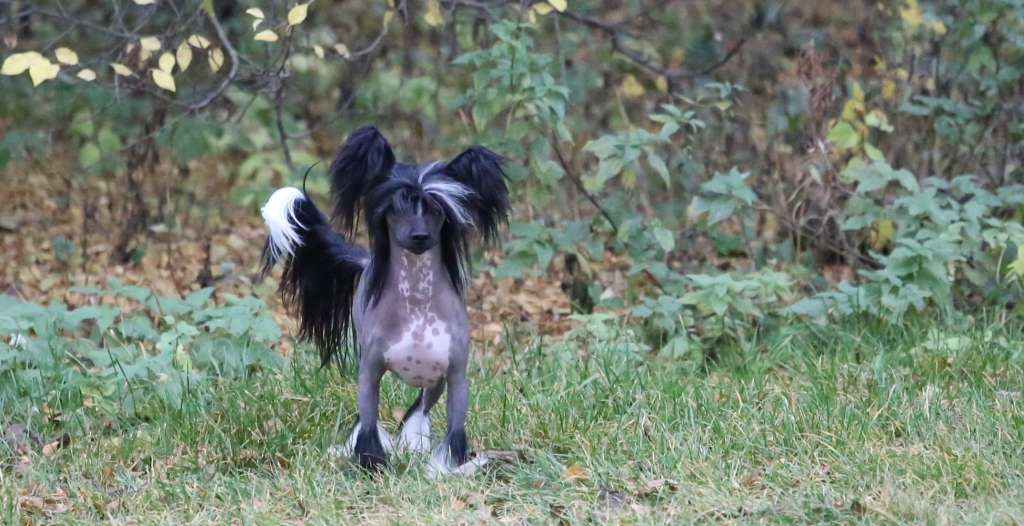 Habanero's Crest Pepe