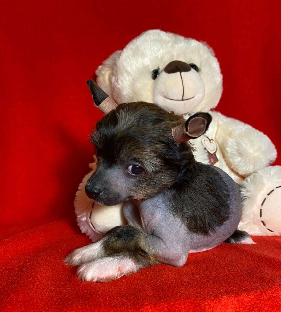 Charuyuschiy Soblazn Feliz Estrella