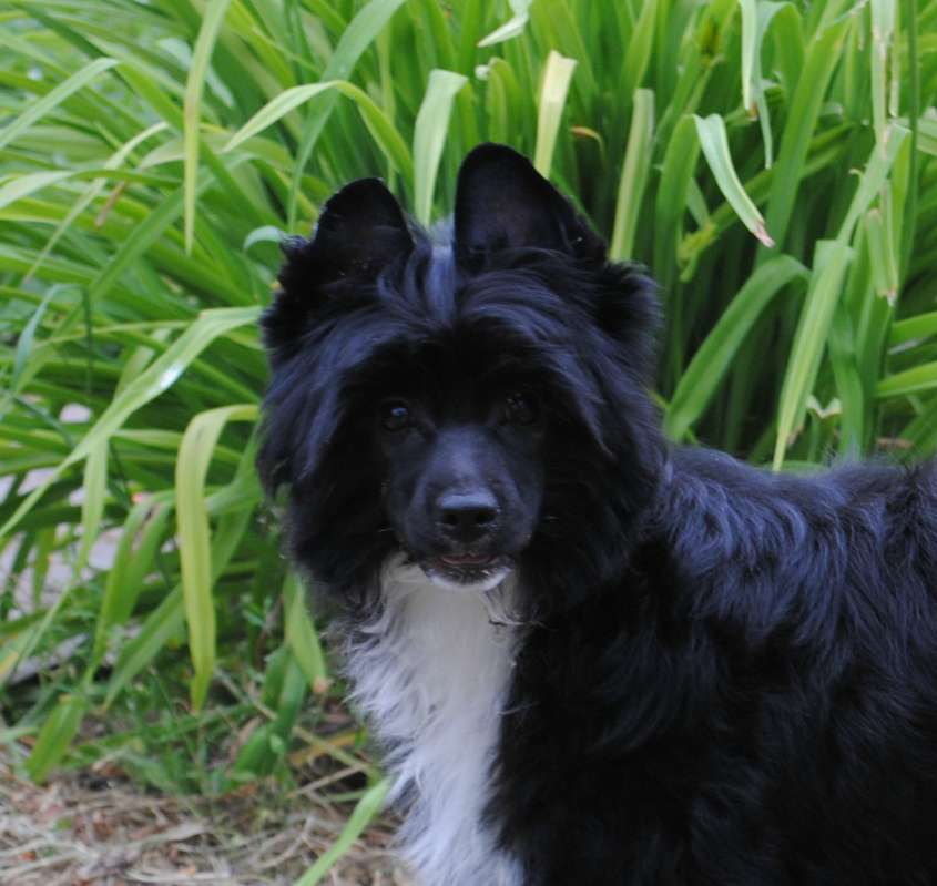 Anda Frelsis Sugar Strawberri