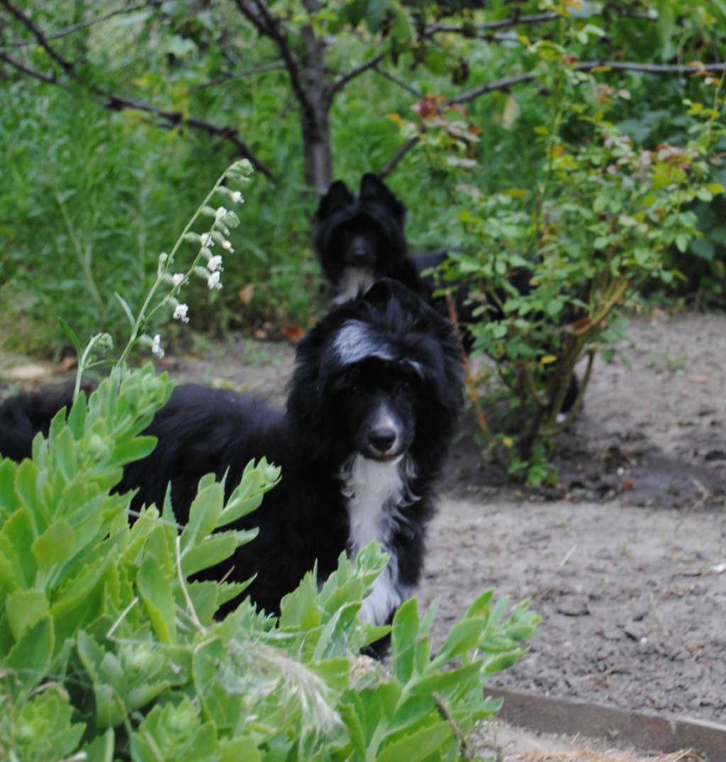 Anda Frelsis Sultan of the Heart