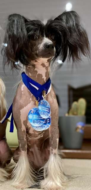 Madeira Plysovy pritel