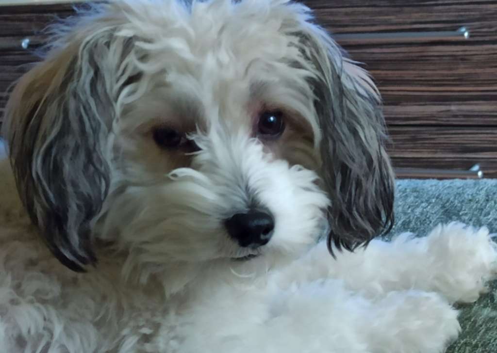 Harry  Hairy z Jaromerského panství