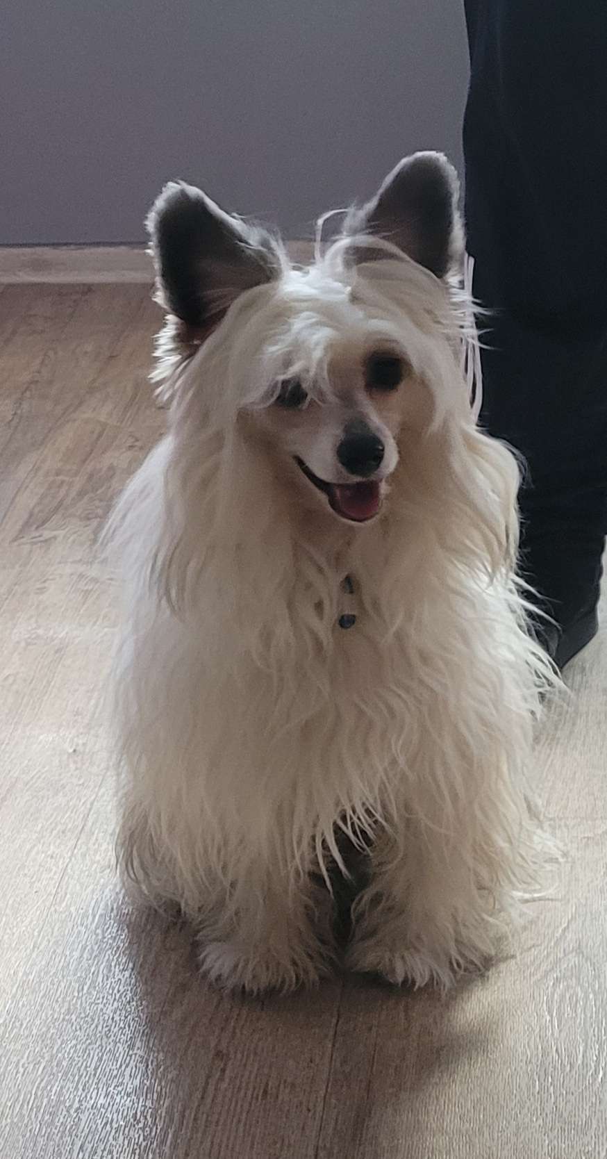 Harlay Hello z Jaromerského panství