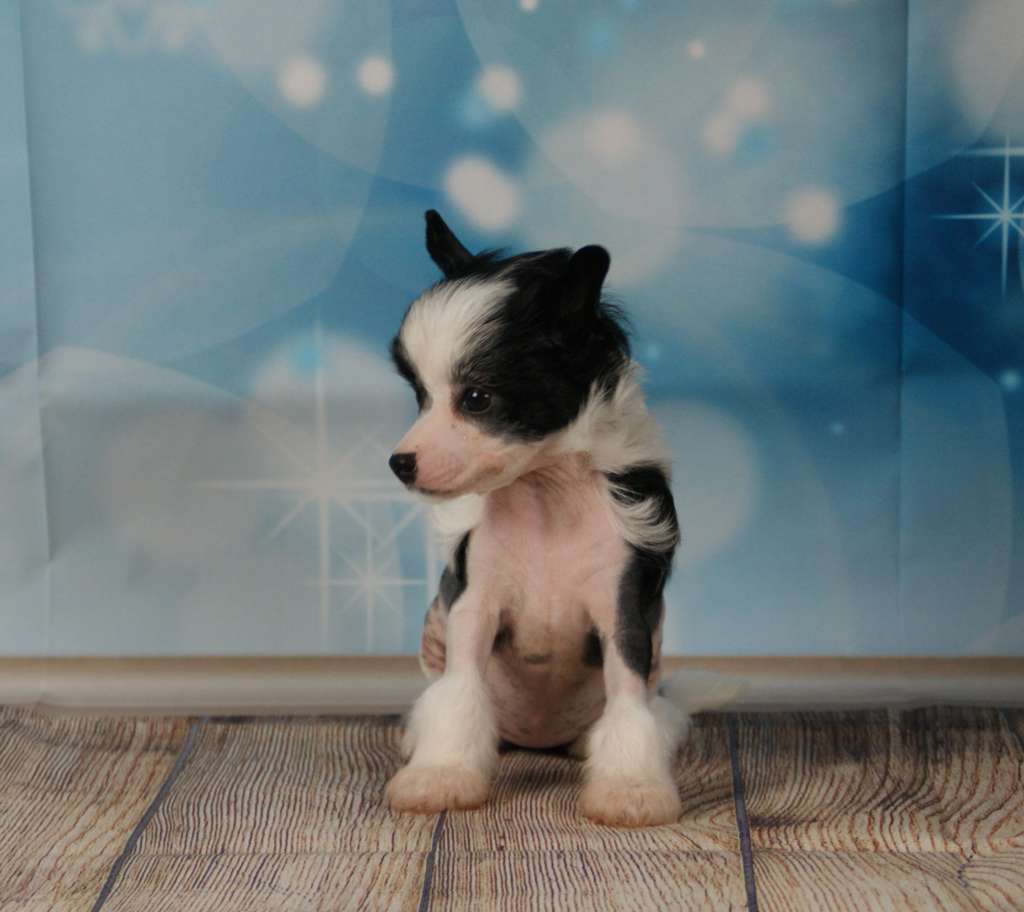 Kiss of Fire von Natelberg