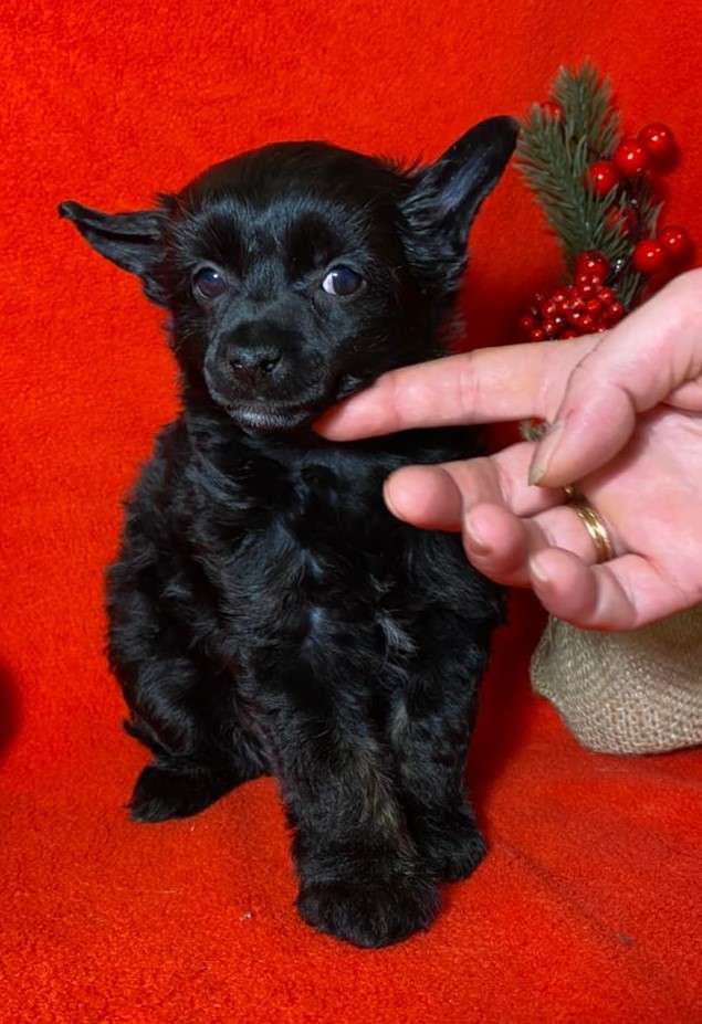 Charuyuschiy Soblazn Heavenly Rainbow