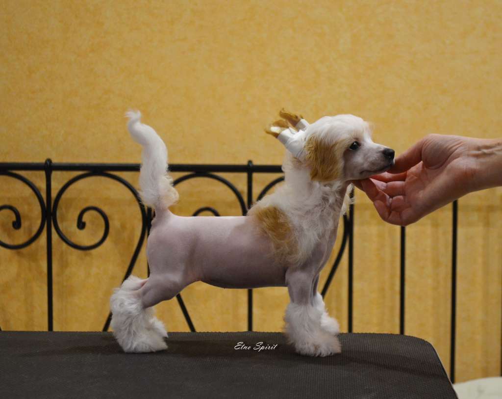 Etno Spirit  Imagine