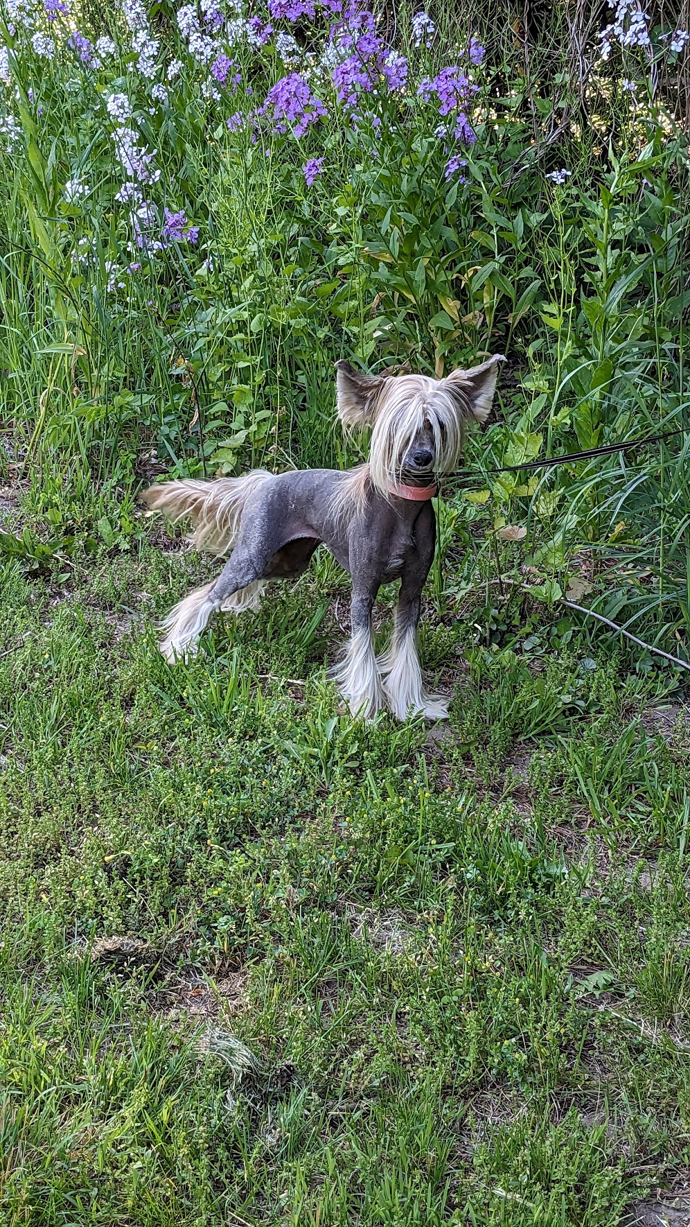 DaoDog Carmen Chia