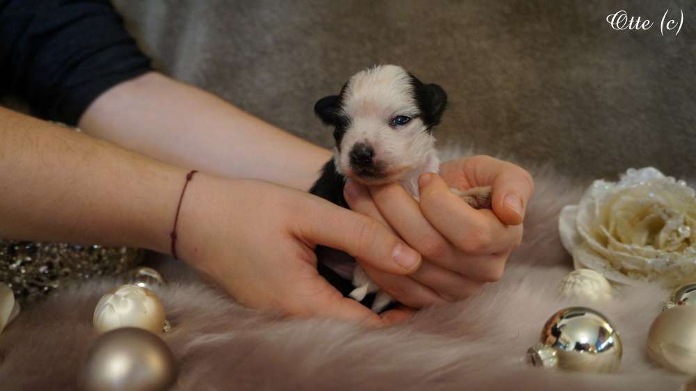 Brienne Tarth von Jungeroth