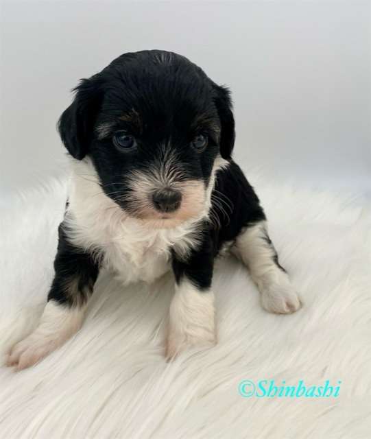 Alyssa von Shinbashi