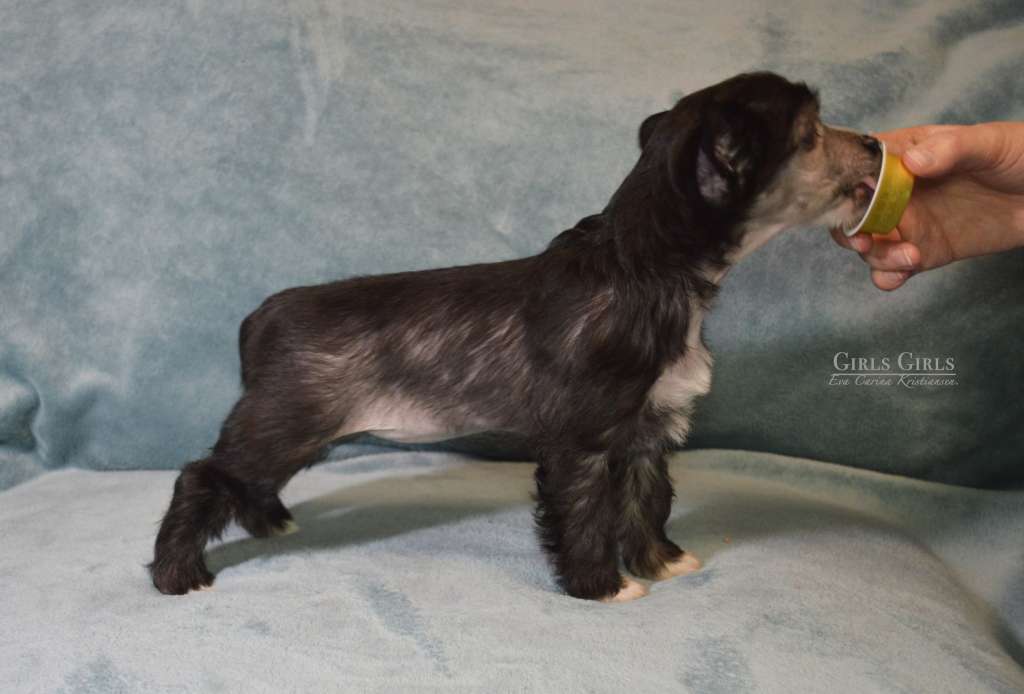 Aurora av Tedireanhi