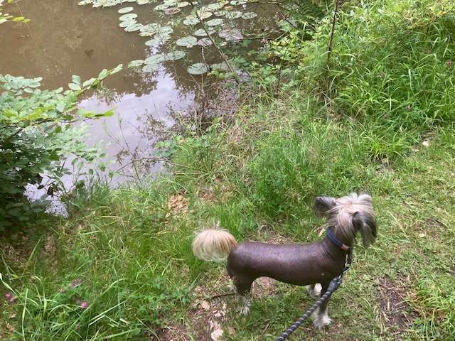 Favourite Joy Irving