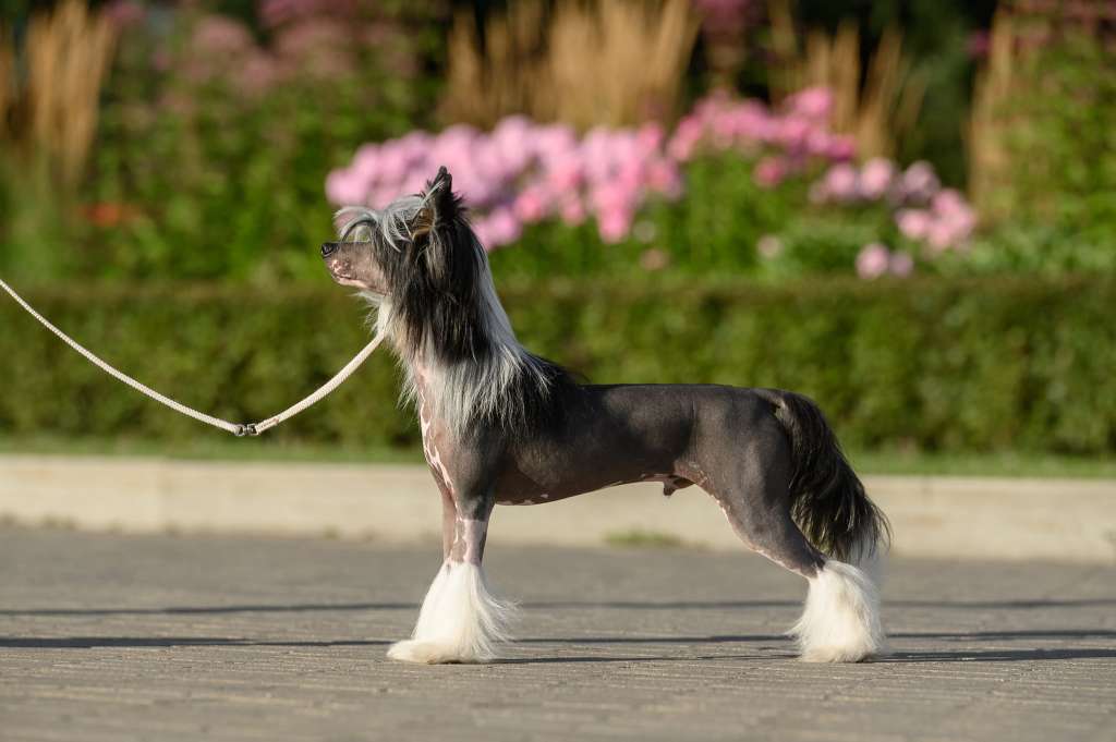 Sofiris Show Ocean of Love