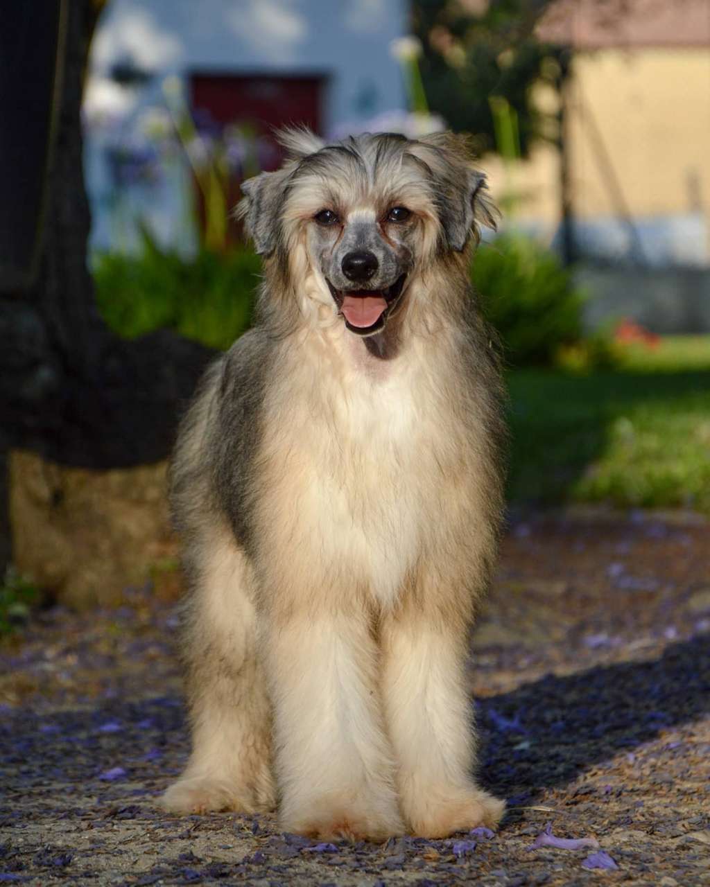 Slytherin Lybóriu's Legacy